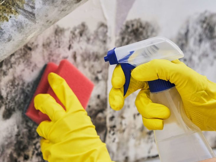 How to remove black mold from the walls in a room or apartment