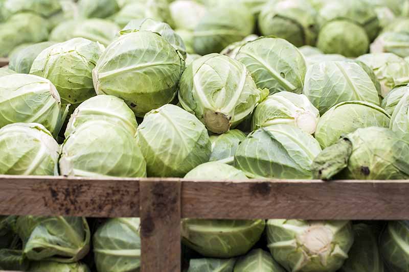 When and how to harvest cabbage for storage for the winter