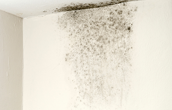 How to remove black mold