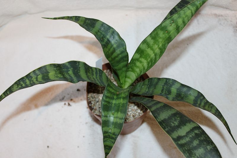 How to care for sansevieria at home: watering, lighting, top dressing
