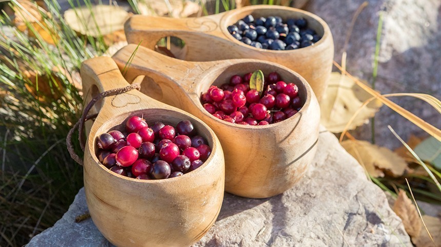 Life hack for berry lovers: how to pick lingonberries and preserve their healing properties