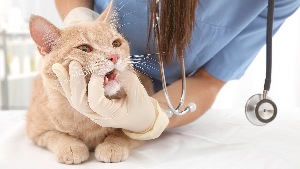 Why does a pet need a dentist, or how to care for the teeth of pets