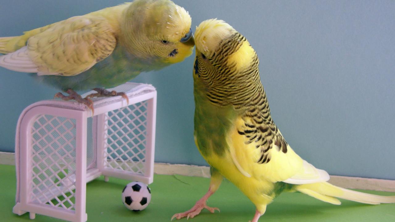 Parrot Toys — What are they for?